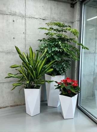 海曙办公室植物租赁店基础知识大全，快速掌握
